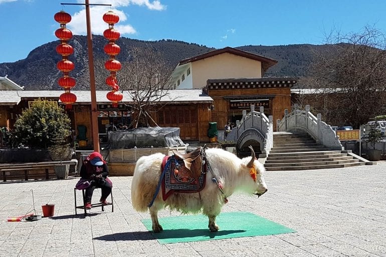 Tibetan Mastiff y el yak