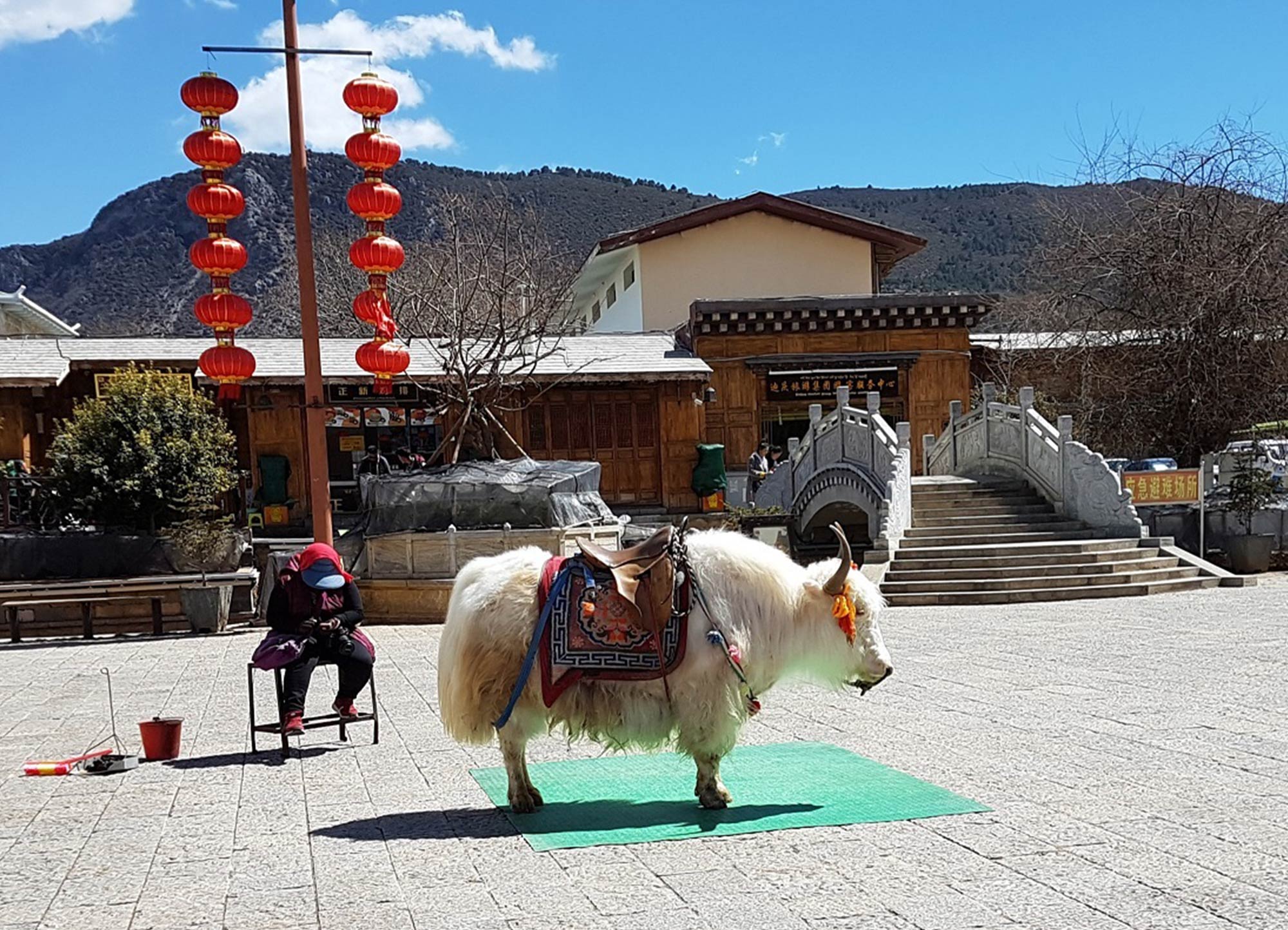 Tibetan Mastiff y el yak