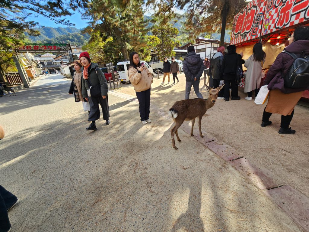 Miyajima… qué visitar en esta isla sagrada (Parte 4) 