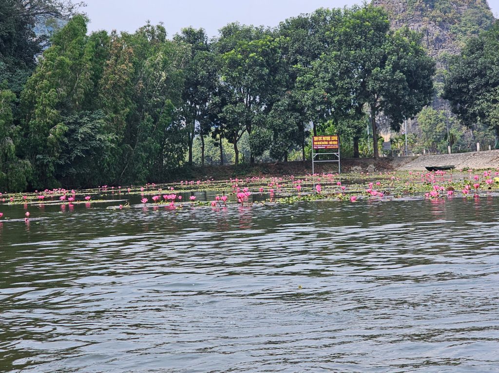 Flor de loto… flor nacional de Vietnam