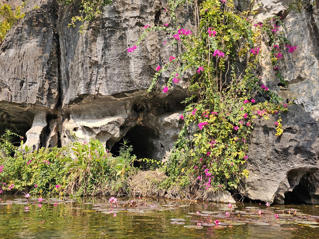 Flor de loto… flor nacional de Vietnam