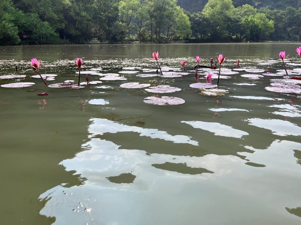 Flor de loto… flor nacional de Vietnam