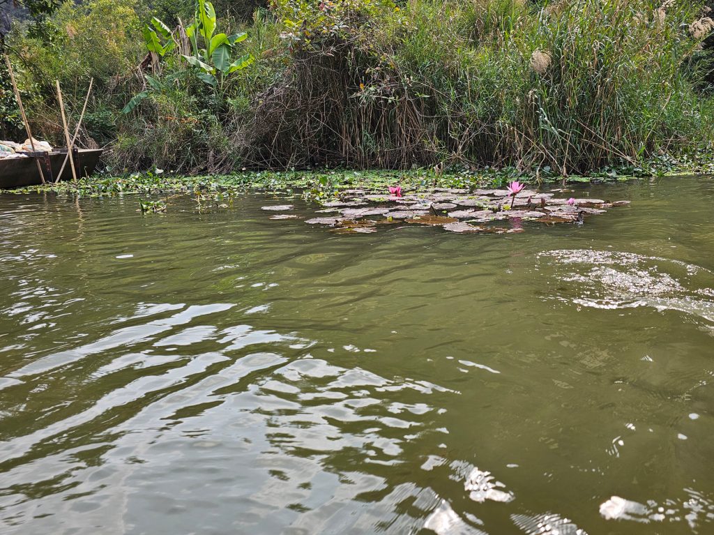 Flor de loto… flor nacional de Vietnam