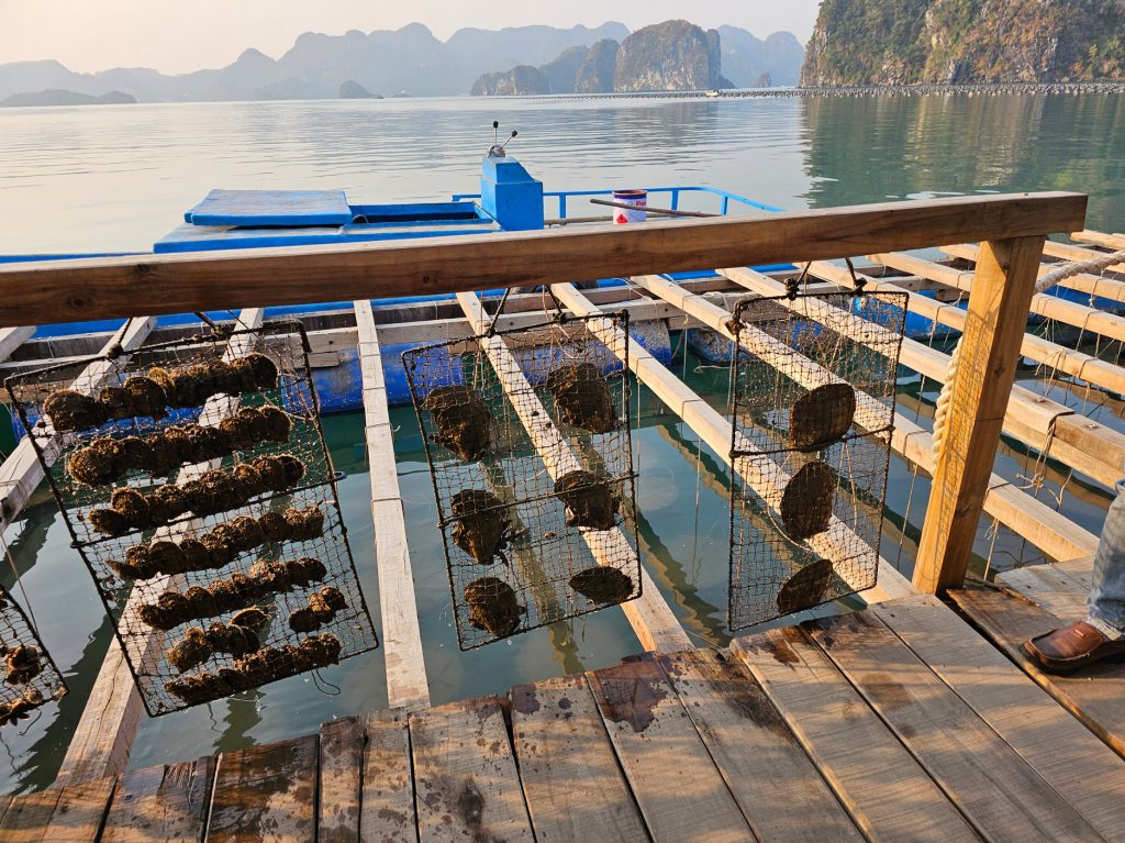 Crucero en la Bahía de Ha Long… nuestra experiencia