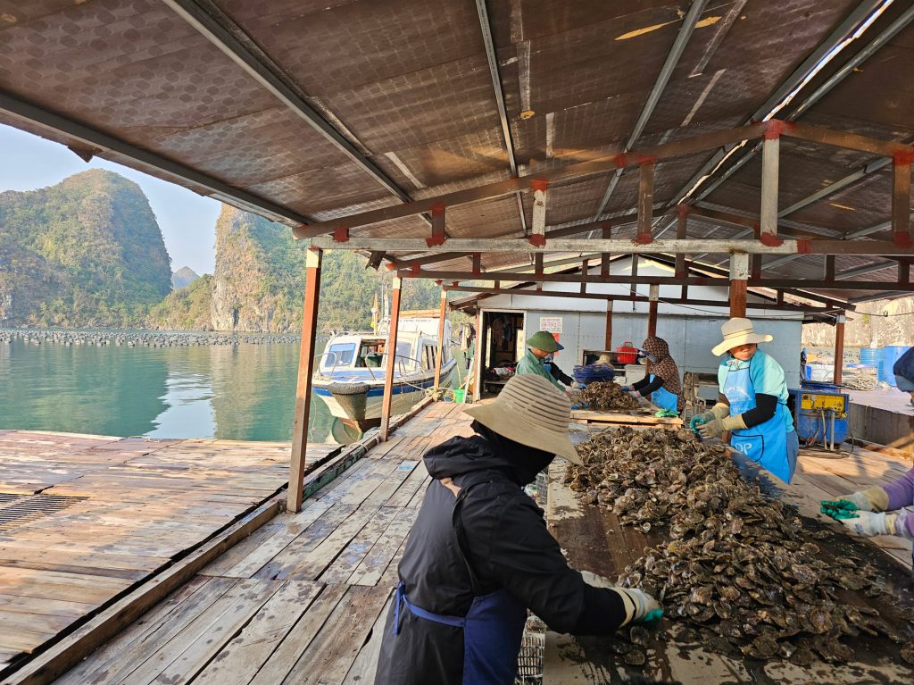 Cultivo de Perlas… granja flotante en Halong
