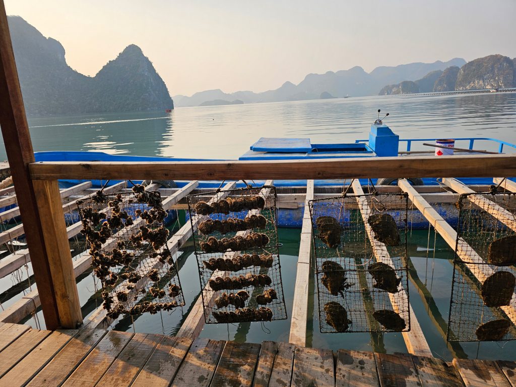 Cultivo de Perlas… granja flotante en Halong
