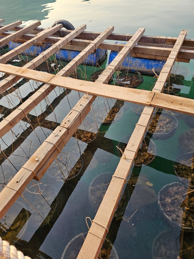 Cultivo de Perlas… granja flotante en Halong