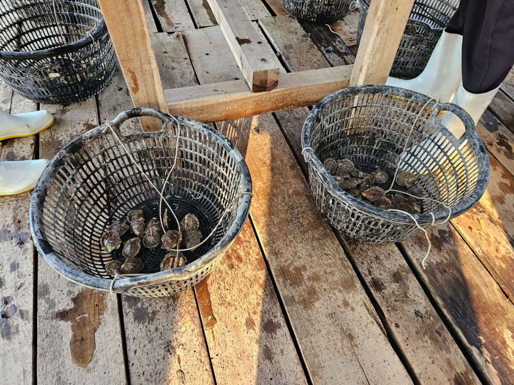 Cultivo de Perlas… granja flotante en Halong