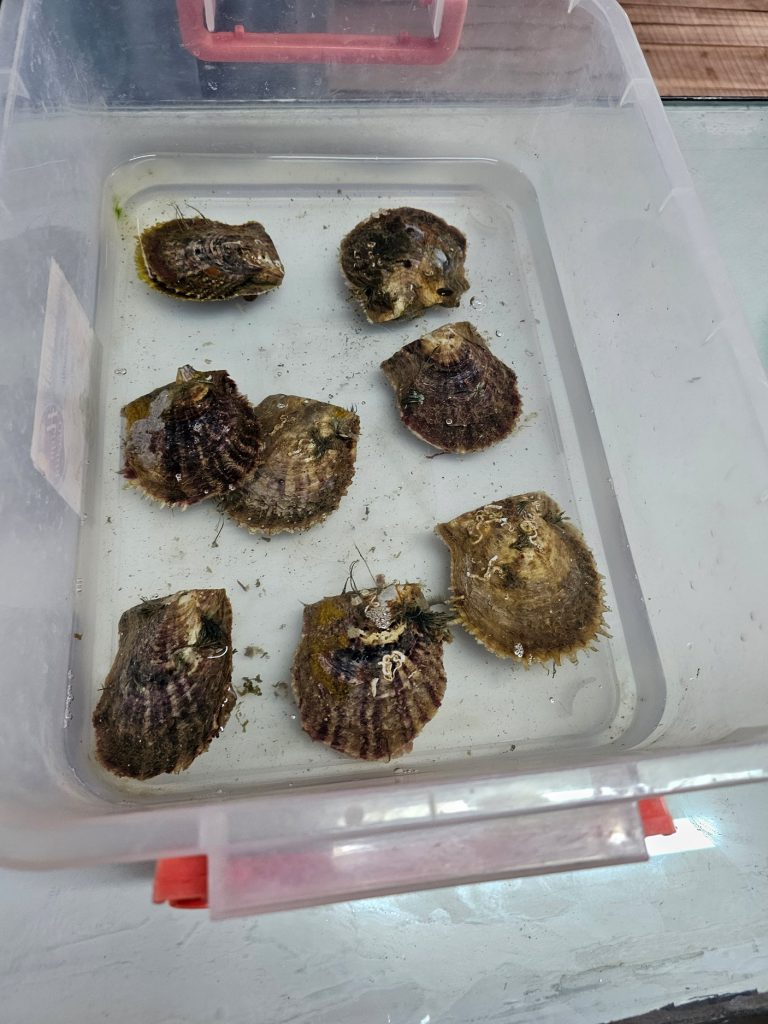 Cultivo de Perlas… granja flotante en Halong