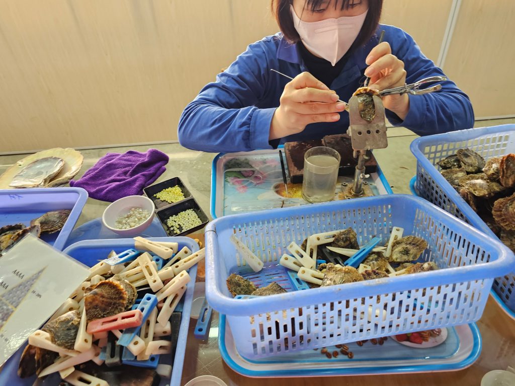 Cultivo de Perlas… granja flotante en Halong